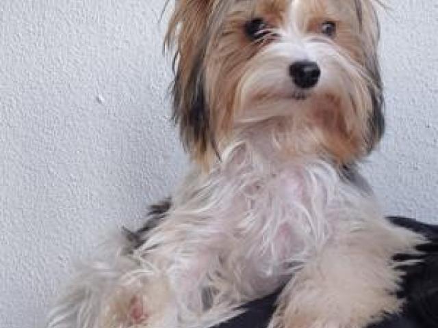 Zuckersüße Biewer Yorkshire Terrier-Hündin Prada sucht ihr Traumzuhause! - 1