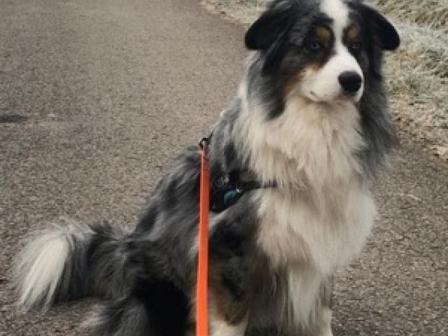 Mini Australian Shepherd Rüde Blue Merle Aussie - 1