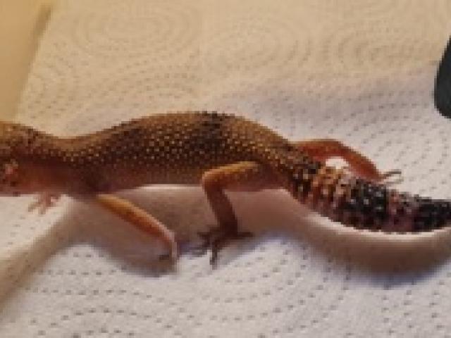 Leopardgeckos NZ24, 0.1 Weibchen - 1