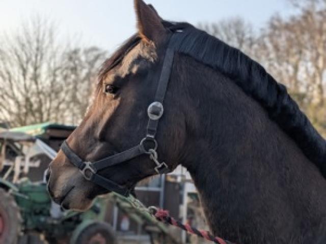 Reitunterricht für Erwachsene und Jugendliche ab 10 Jahren - 1