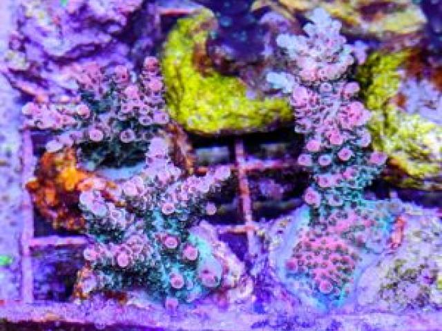 A. echinata, LPS, SPS,Pink lady,Goniopora, Korallen, Ableger,crazy t.,Acropora - 1