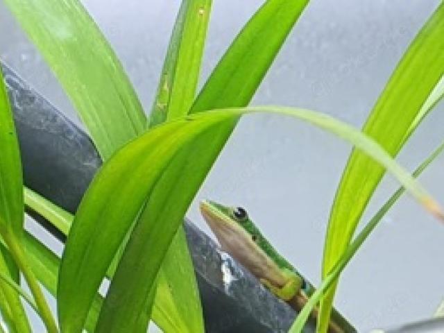 0.1 Phelsuma quadriocellata quadriocellata - 1