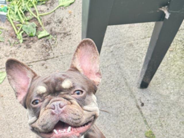 Französische Bulldogge  Hündin mit Ahnentafel sucht in neues zuhause - 1