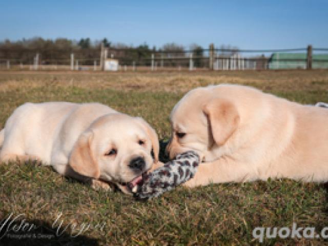 Labradorwelpen in schwarz und blond - 1