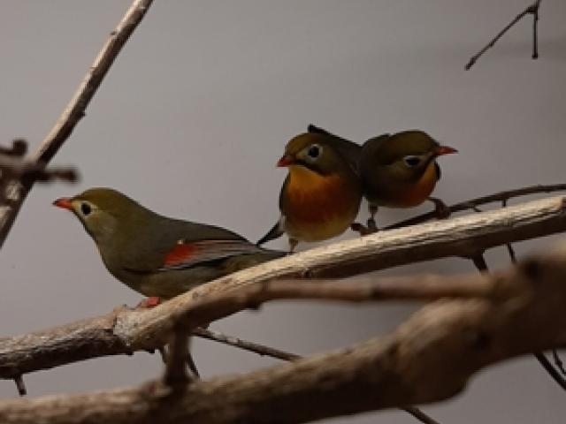 Chinesische Nachtigall ( Leiothrix lutea ) - 1