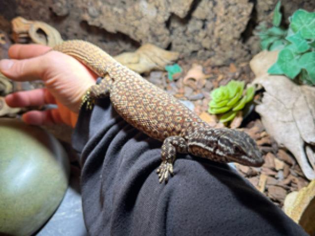 Stachelschwanzwaran varanus acanthurus red ackie - 1