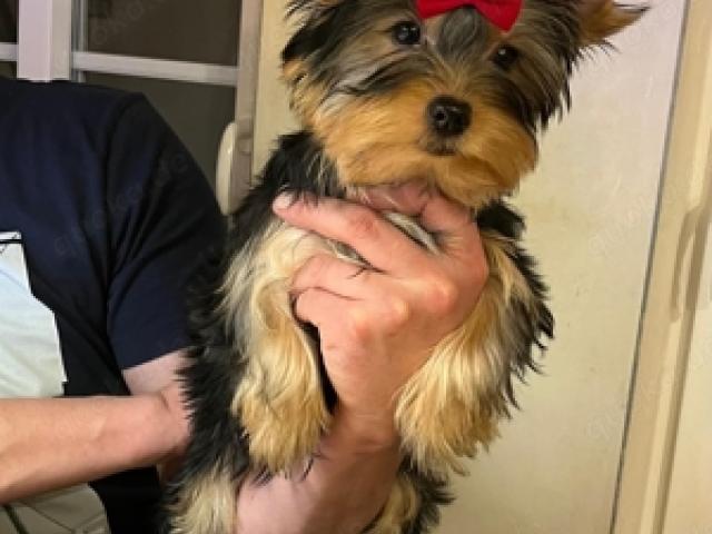 Yorkshire Terrier Welpen zur sofort abgabe mit Papieren, Nur noch einer Frei !!! - 1