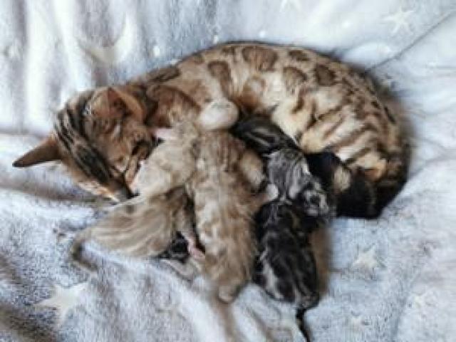 Bengal Kitten XXL Rosetten - 1