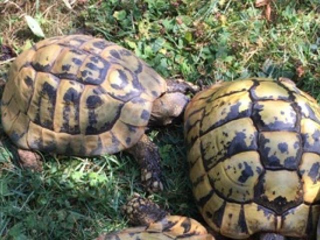 Griechische Landschildkröten t.h.b. adultes Pärchen 28 ,32 Jahre - 1