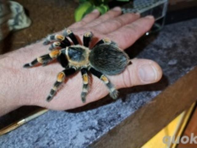 Vogelspinne Brachypelma hamorii   smithi - 1